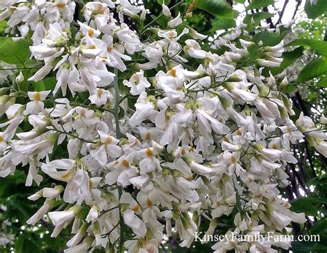 A gallery curated by tatters ✾. Ornamental Flowering Trees Georgia Kinsey Family Farm ...