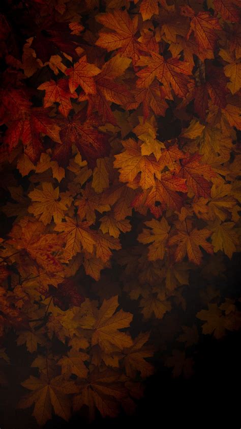 Free Download Autumn Foliage Portrait Wallpaper Autumn Leaves Wallpaper