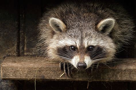 28 Cute Raccoon Pics You Need In Your Life | Reader’s Digest