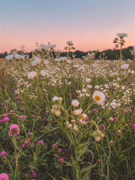 Summer Wild Flower Meadow Flower Aesthetic Flower Field