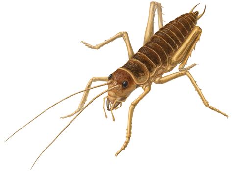 Cricket Insect Png Transparent Image Download Size 1000x740px