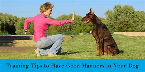 1 Best Ideas For Coloring Dog Manners Training