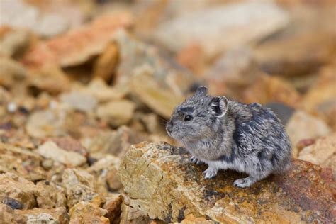 Ochotona Collaris Collared Pika Alaskapiphare