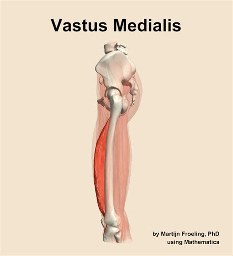 The Vastus Medialis Muscle Of The Thigh