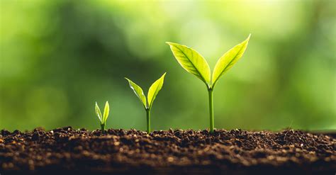 Planting a Seed, Growing Your Reach Online