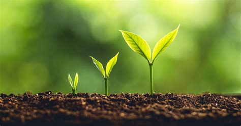 The good thing about growing your own flowers is that you have a much wider selection of plants you can try. Planting a Seed, Growing Your Reach Online