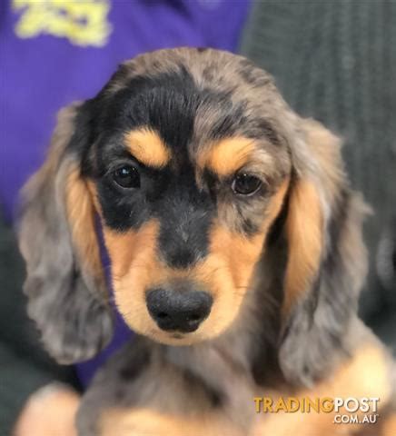 Champion males for sale champion males offered for stud. Mini Dachshund Puppies (Dapple) at Puppy Shack Brisbane ...
