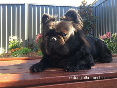 If you would like to have one of our puppies join your family, please. Is that an Ewok? Meet the Super-Rare Long-Haired French ...