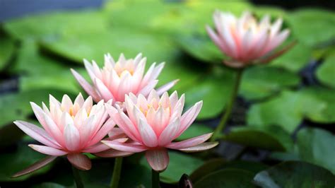 Water Lily Hd Wallpapers