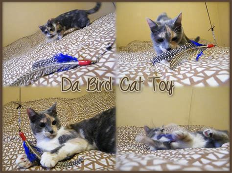 Da bird has some neat features that many similar cat toys are lacking. Da Bird Cat Toy - Best Toy For A Lazy Cat - Tea & Nail Polish