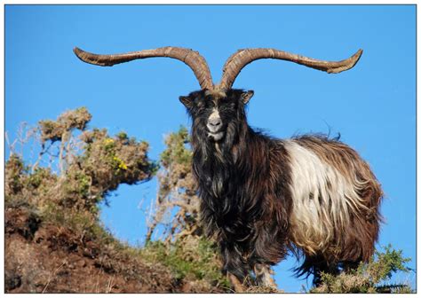 Male Billy Goat [image] Eurekalert Science News Releases
