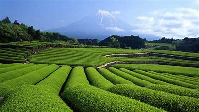 Tea Plantation Bing