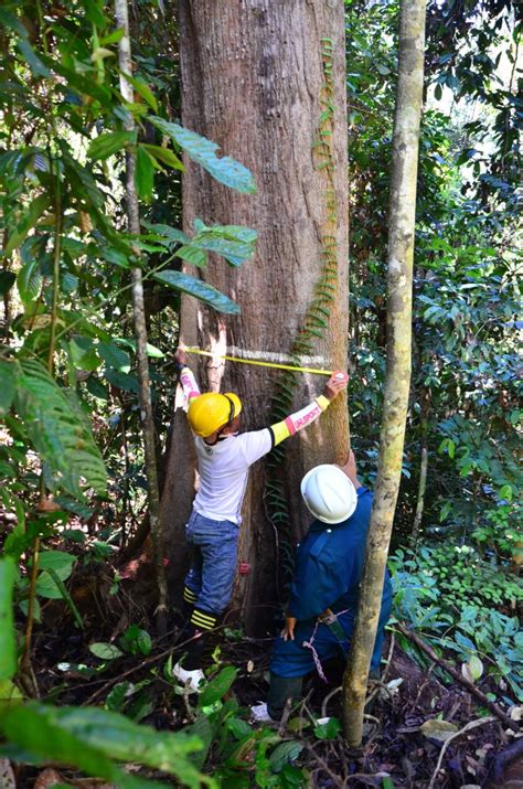 Tdm bhd's tdm plantation sdn bhd has received international sustainability and carbon certification (iscc) valid from march 17 until march 16, 2022. Production | KTS Plantation Sdn Bhd