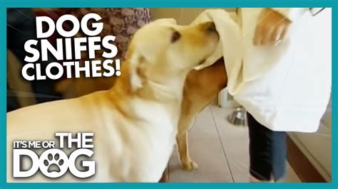 Why Do Dogs Sniff Crotches Its Me Or The Dog Youtube