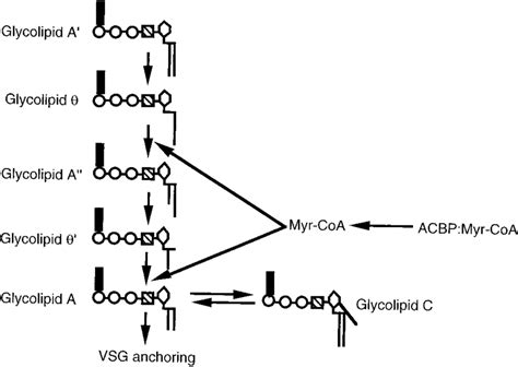 the fatty acid remodeling reactions in trypanosome gpi biosynthesis download scientific