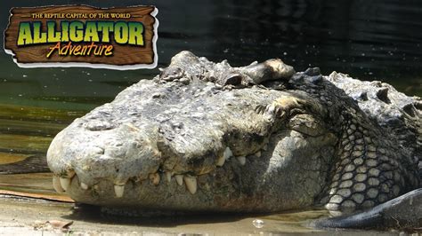 Alligator Adventure Myrtle Beach Tour And Review With The Legend Youtube