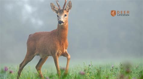 How Long Do Deer Live