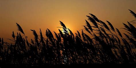 Sunset Nature Reeds Free Photo On Pixabay