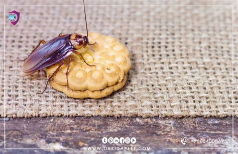 It's normal seeing roaches after extermination treatments. كيفية القضاء على الصراصير داخل الثلاجة (With images ...