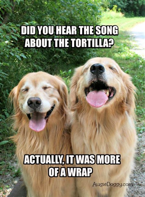 Funny Golden Retriever Tortilla Joke Meme Postcard Funny