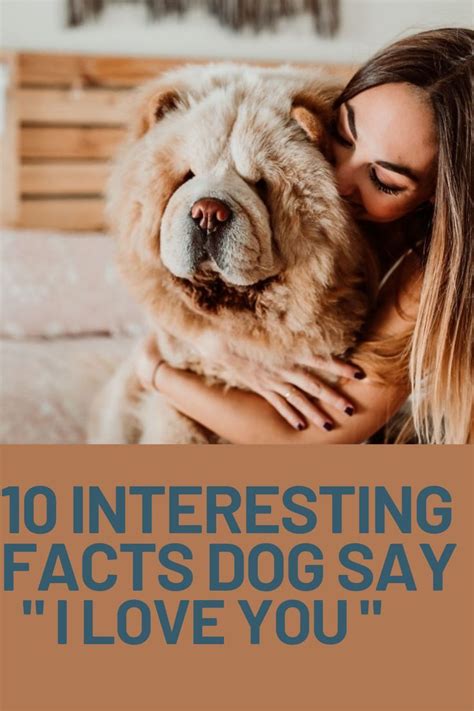 10 Interesting Facts Dogs Say I Love You In 2021 Dogs 10