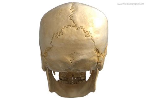 Anatomy Human Skull Back Illustration Anatomie Schädel Hinten
