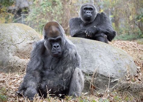 Gorillas On The Line Answer The Call Zoo Atlanta