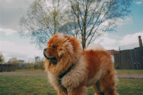 Everything You Need To Know About The Chow Chow Dog Breed Petsmont
