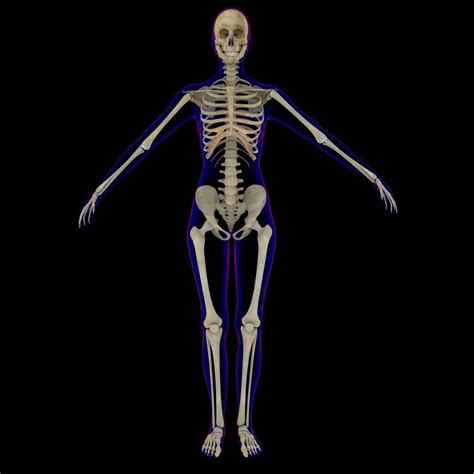 X Ray Female Skeleton 3d Model By Dcbittorf