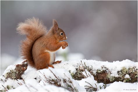 Dave Bartlett Bird Photography Red Squirrel In The Snow