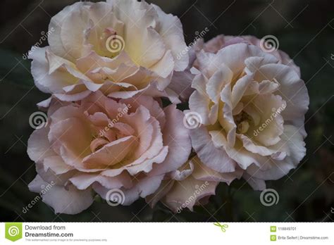 Summer Flowers Beautiful Pink Roses Blooming Stock Image Image Of
