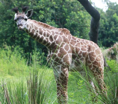 Wildlife Wednesday Welcome Our Baby Giraffe To The Savanna Disney Parks Blog