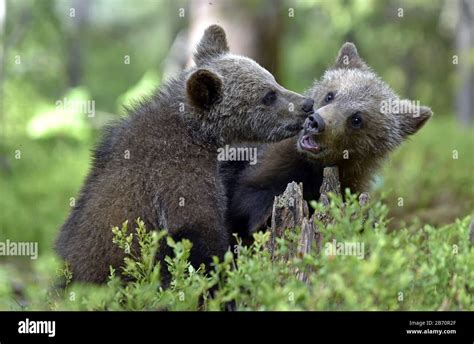 Brown Bear Cubs Playfully Fighting In The Summer Forest Scientific