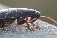 These pests were accidentally introduced to the united states through trade with africa. How to Get Rid of Water Bugs: Killing Them for Good ...