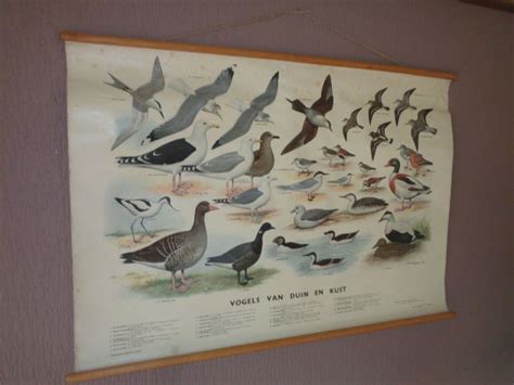 Old School Poster On Linen Birds Of Dunes And Coast Catawiki