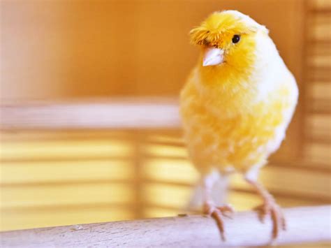 13 Types Of Canary Birds You Should Know About Vivo Pets