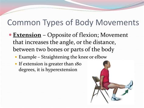 All muscles in the body labelled : PPT - Muscular System Notes PowerPoint Presentation, free ...
