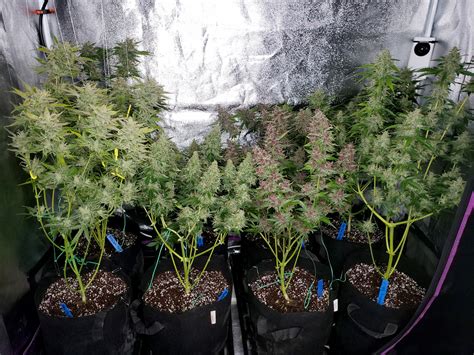 250W MH/HPS Cannabis Grow Setup & Tutorial | Grow Weed Easy