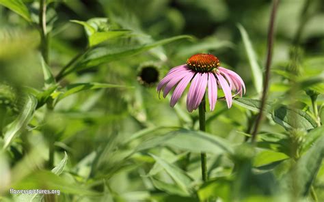 Vivid and vigorous, this attractive coneflower is really worthy of interest with its long lasting blooms and its tolerance of almost everything. Echinacea purpurea (Purple coneflower)