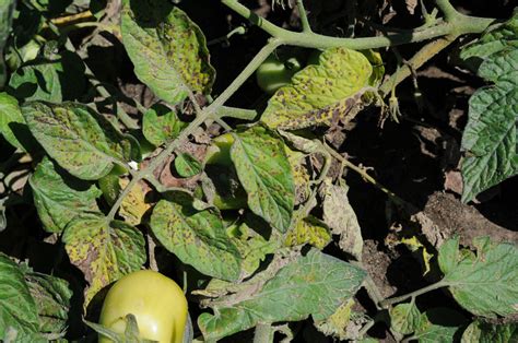 Tomato Diseases Picture Identification