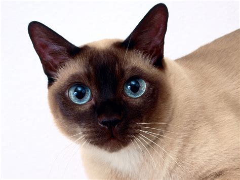 Siamese Cat Wallpapers And Images Wallpapers Pictures Photos