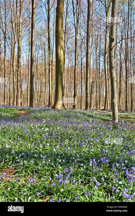 Morning Sunlight In Forest Of Halle With Bluebell Flowers Halle