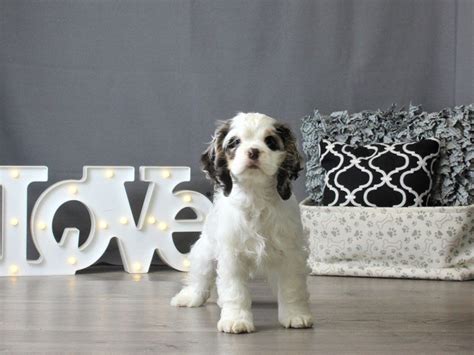 Click here to edit subtitle. Cocker Spaniel-DOG-Female-White-2882811-Petland Carriage Place
