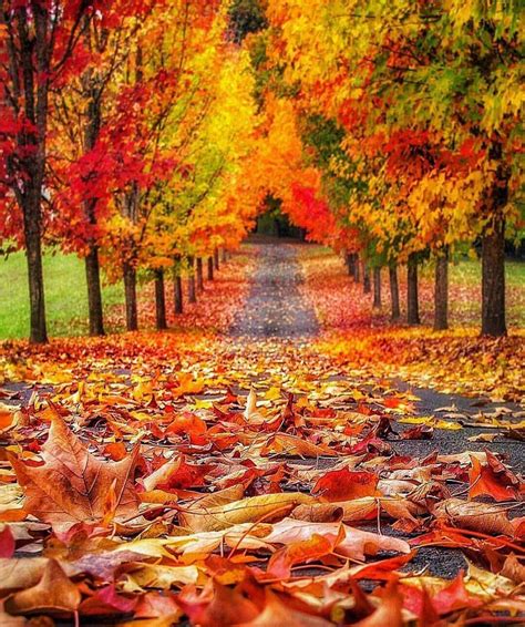 Descubra E Compartilhe As Mais Belas Imagens De Todo O Mundo Autumn