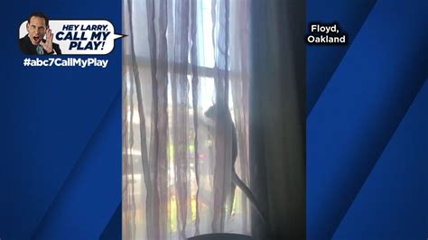 Hey Larry Call My Play Floyd The Cat Practices His Acrobat Moves Abc7 San Francisco