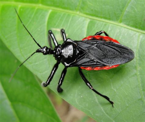 Tropical Biodiversity Santarém Pará Brasil Assassin Bug