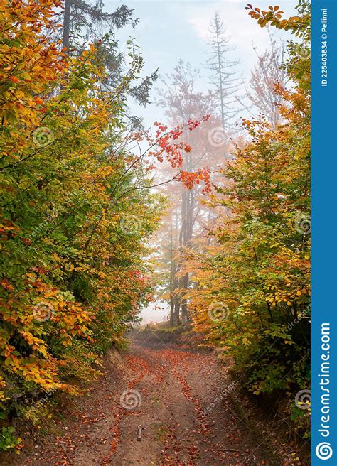 Country Road Through Autumn Forest Stock Photo Image Of Misty Fairy