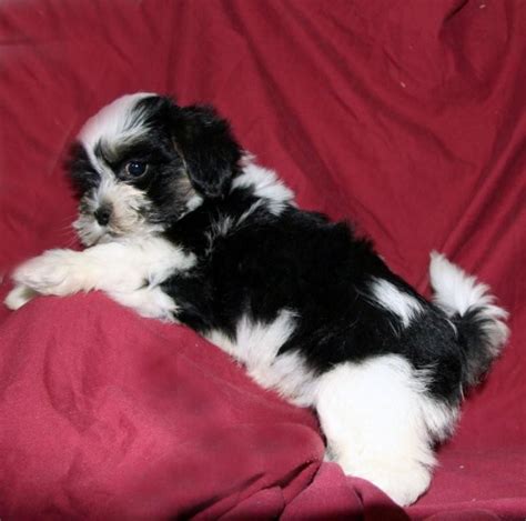 Shichon Teddy Bear Puppies For Sale Mn