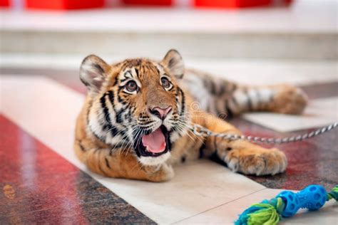 A Cute Tiger Cub Lies On The Floor Of The House And Yawns The Tiger Is