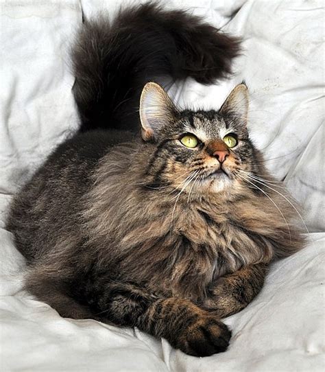 Classic Blotched Tabby Norwegian Forest Cat Cats And Kittens